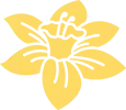 daffodil dash 