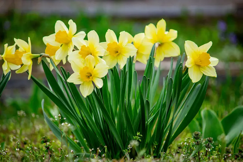 daffodils