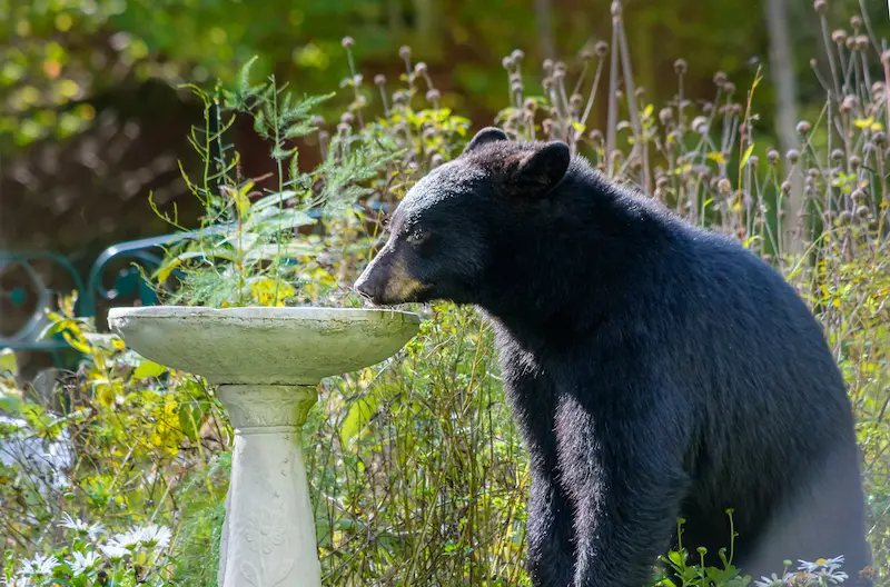 black bear drinking from bird bath