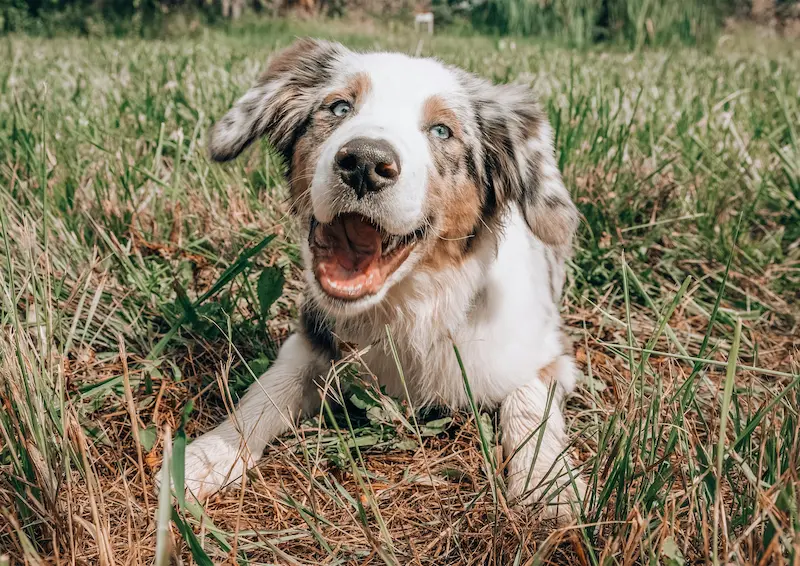 dog lying in the grass