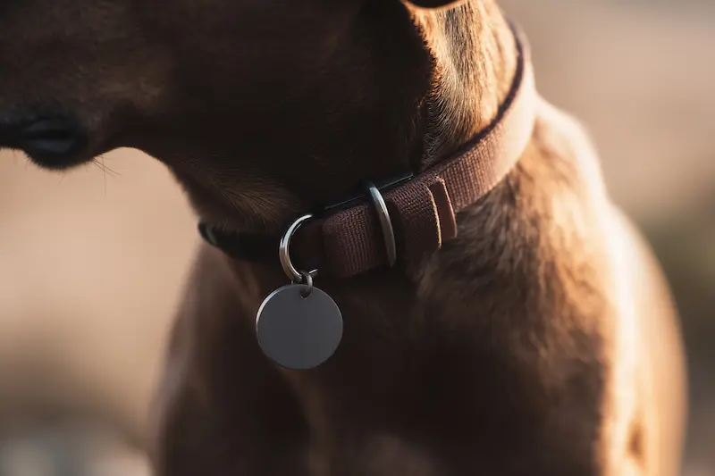 dog with tag
