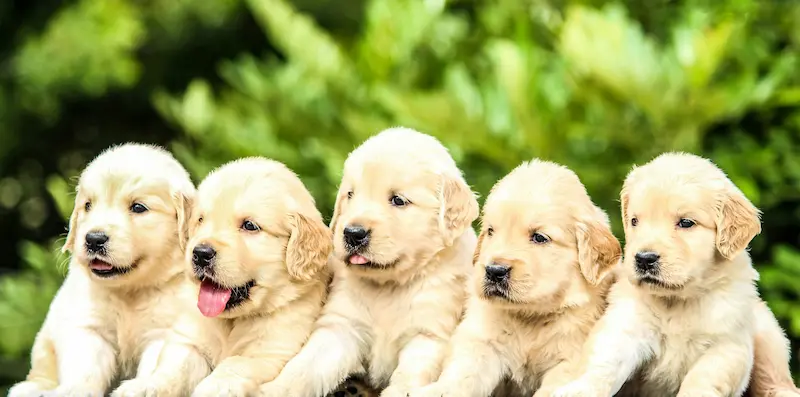group of puppies