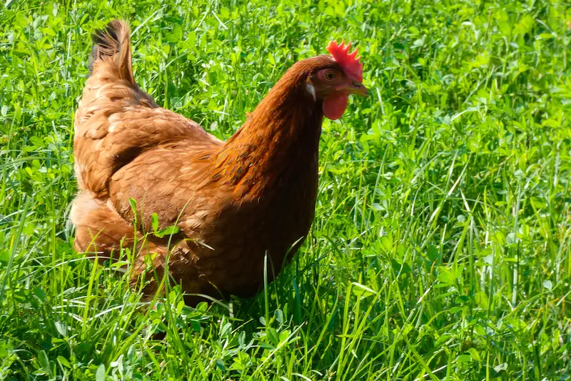 chicken in grass
