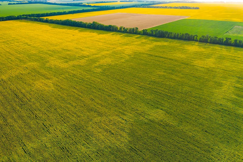 field