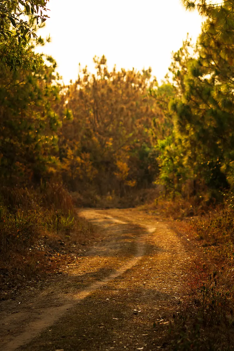 unused road through forest