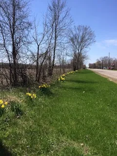 daffodils