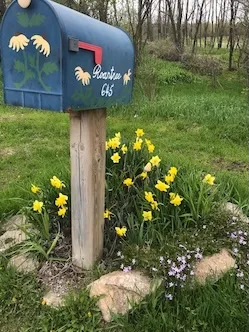 daffodils