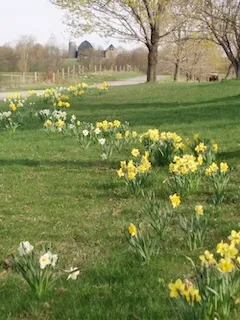 daffodils