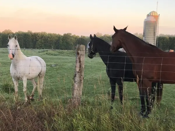 box arrow farm