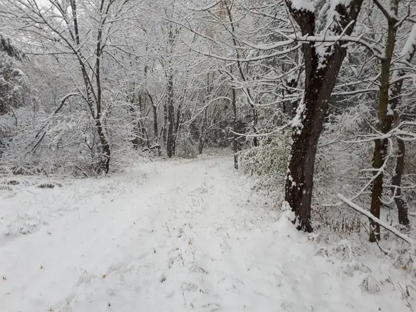 snowy trail