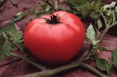 Heritage Seed and Produce