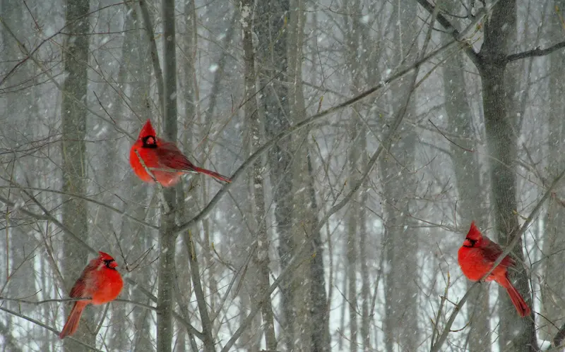 3 cardinals in a tree