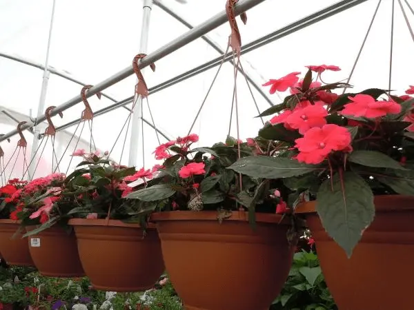 Scotty's Garden Centre