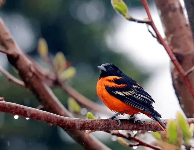 baltimore oriole