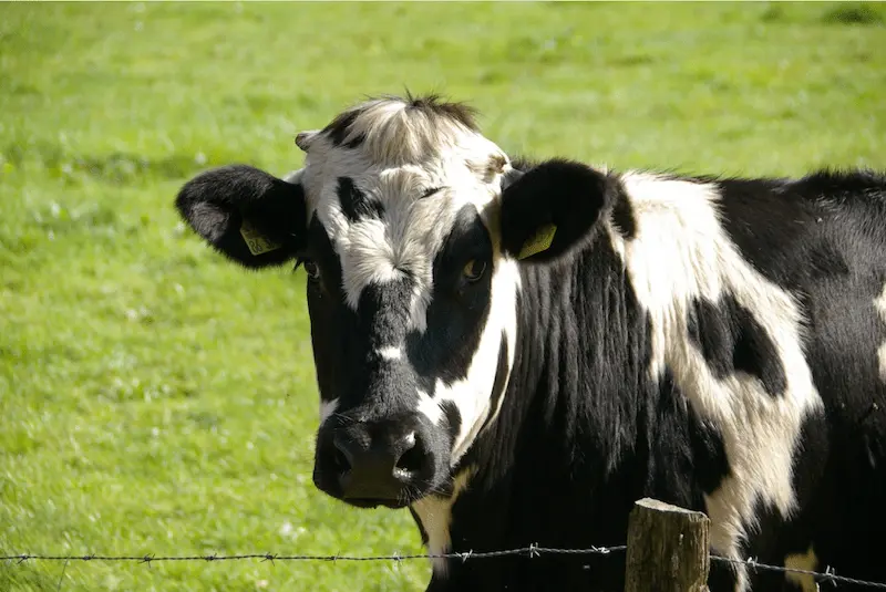 cow at chantland farm