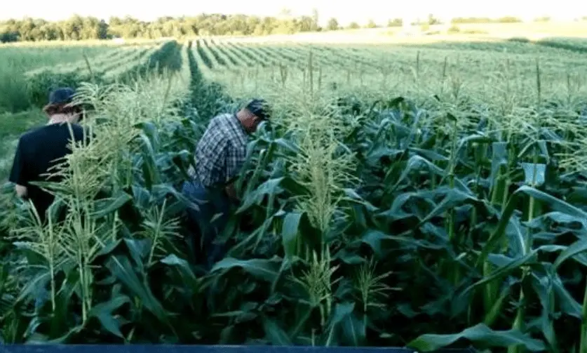 cornacre farms