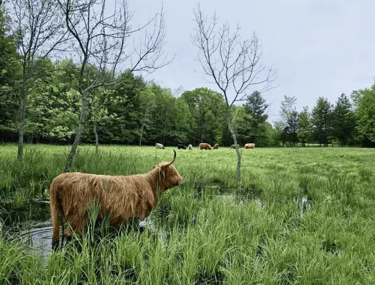 Davis Lock Cattle Co. Facebook Page davis lock cattle co.