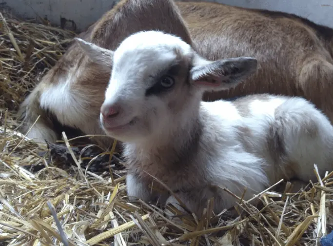 Four Goats Farm Website Howling Hideaway Grooming