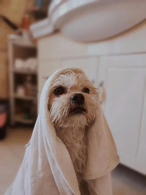 Enchanted Paw Pet Designs and Spa 