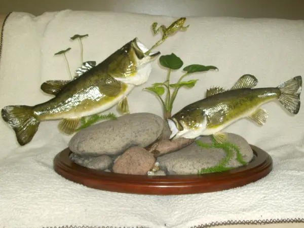 Bill Kendall Taxidermy 