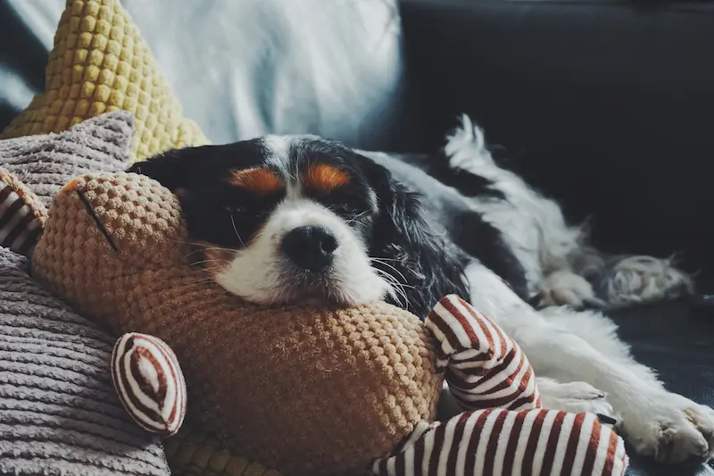 king charles cavalier spaniel