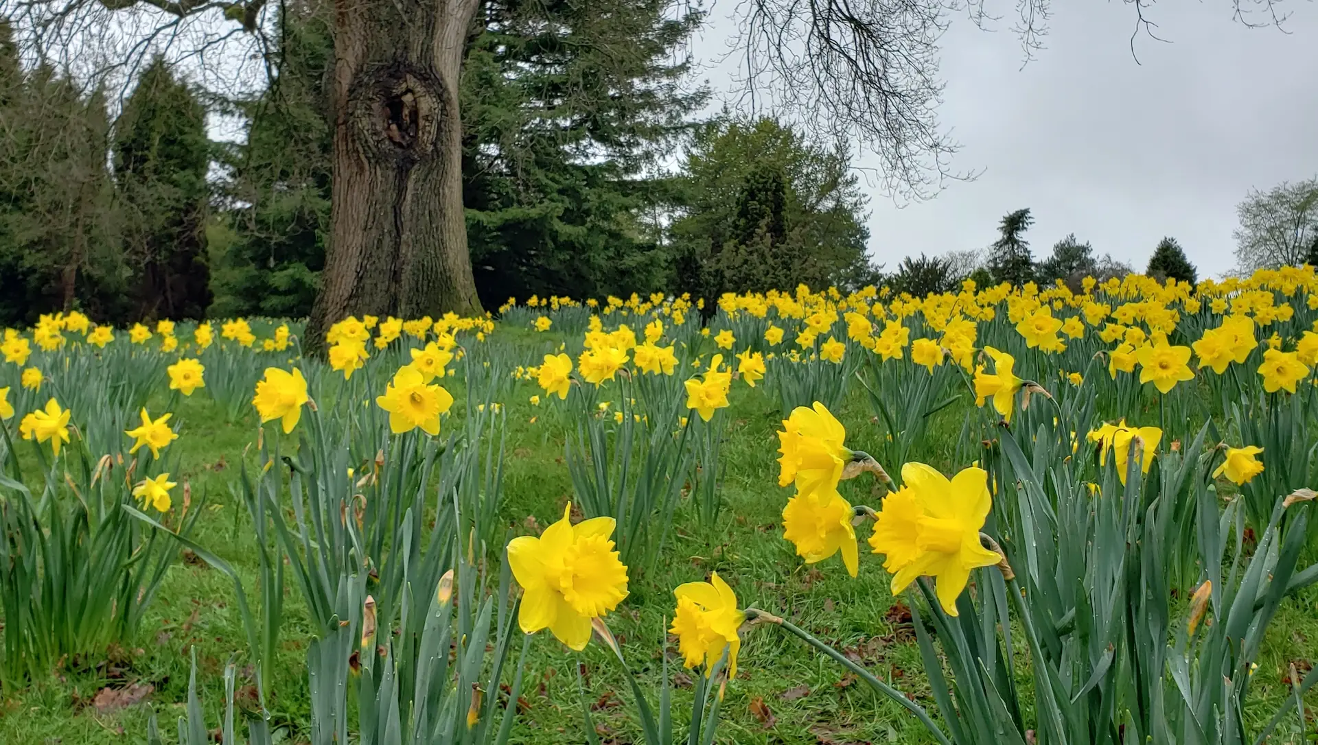 Daffodil 