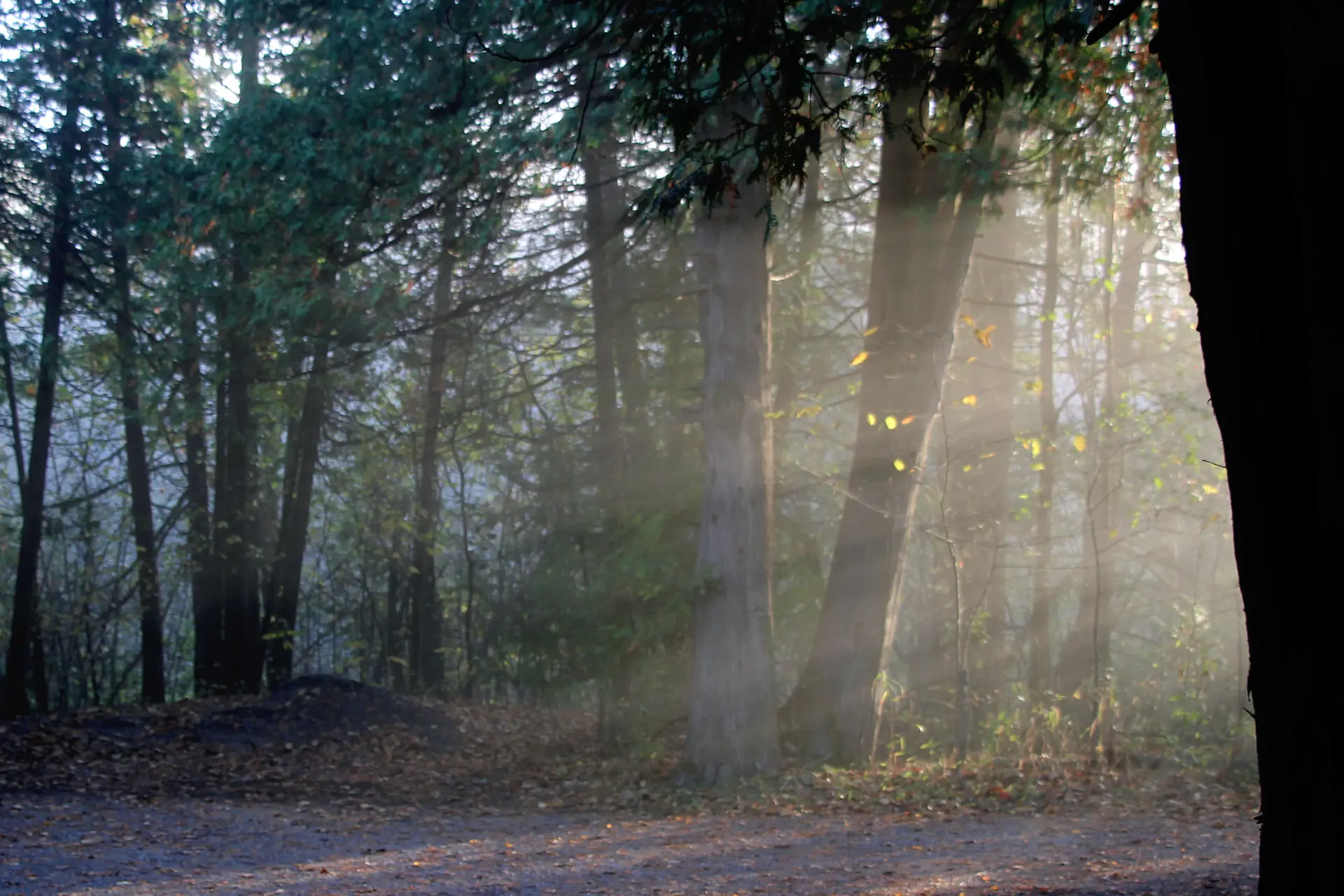 forest
